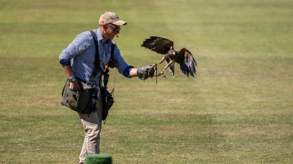 South Wilts Falconry